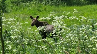 Make it in a day and a half: scare lizards, storks and moose, look at the sky, forest and grass