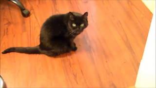 Rachel The Bombay Cat May 16 2020 by Jason P 876 views 3 years ago 1 minute, 40 seconds