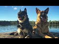 Best Dog Trainers in Weatherly, PA ||| OLK9 Lehigh Valley ||| 1 year old German Shepherd, Max Best Dog Trainers in Weatherly, PA ||| OLK9 Lehigh Valley ||| 1 year old German Shepherd, Max