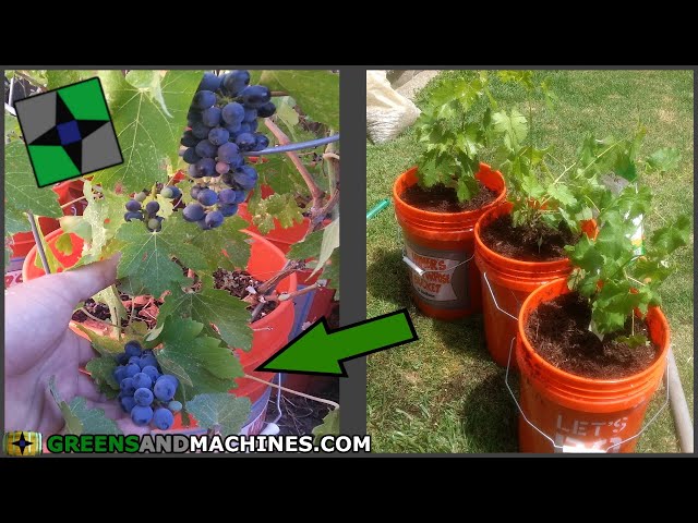 How to Grow Grapes in 5 gallon Buckets | Growing a Container Vineyard class=