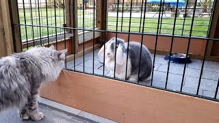 Cat meets giant rabbit