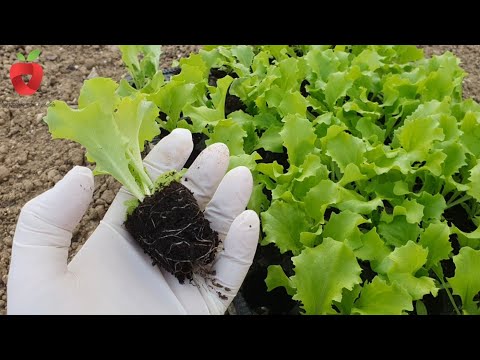 Video: Sezona uzgoja salate: kako i kada saditi salatu