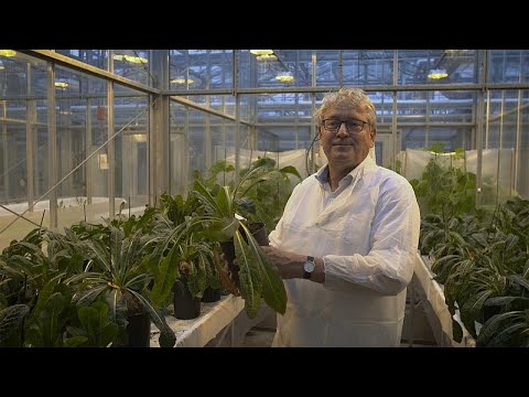 Vidéo: Différentes Plantes De Chicorée : Variétés De Chicorée Pour Le Jardin