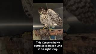 Cooper's Hawk Recovers from Broken Wing and Returns to the Wild