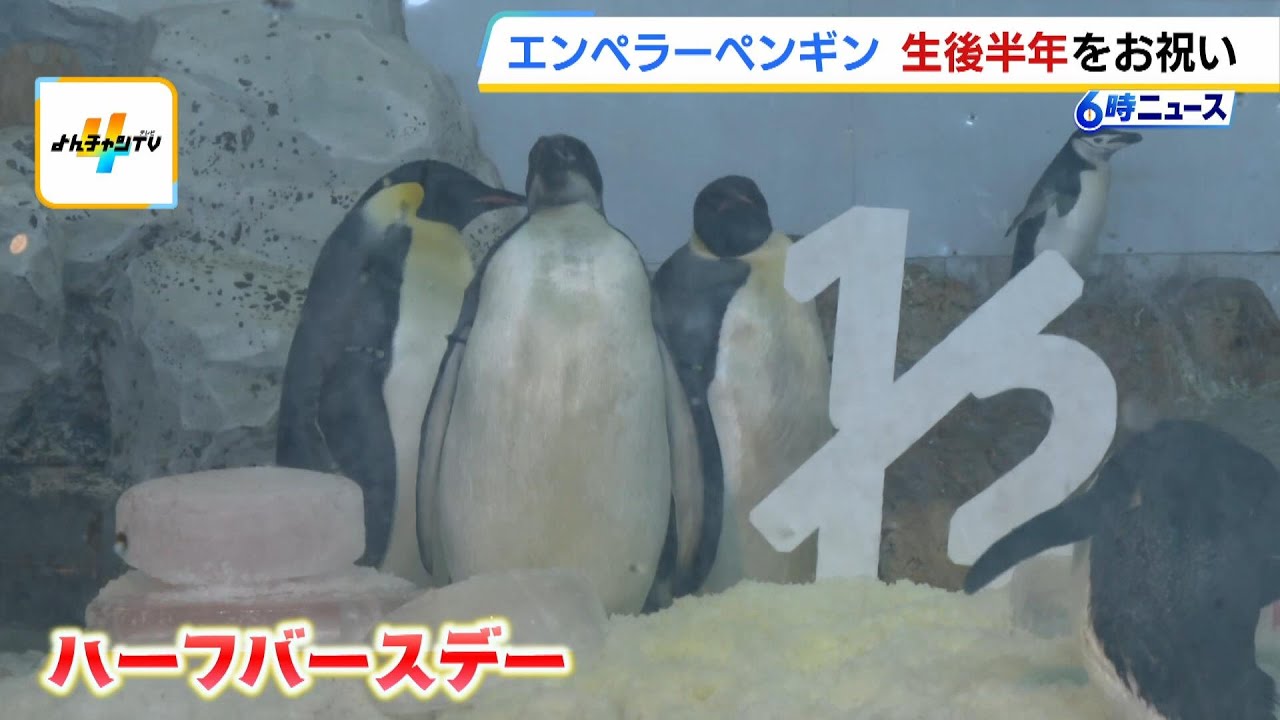 ペンギン様　6kg Baby Emperor Penguin Gets Weighed - YouTube