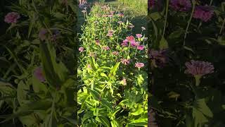 Hundreds Of Pink Zinnias, Gardening Dreams