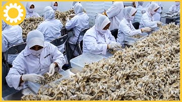 How Most Expensive Bird Nests Is Harvest - Edible Birds Nests Farming Technique - Swiftlet Farm.