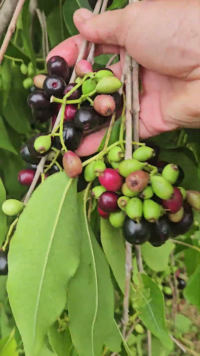 Wild fruit fell down
