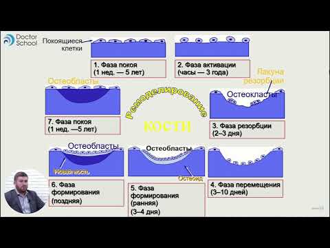 Строение и метаболизм костной ткани