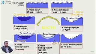 Строение И Метаболизм Костной Ткани