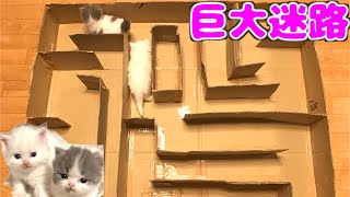 子猫にダンボールで巨大迷路を作る！！DIY