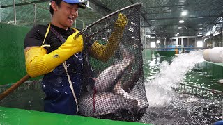 Amazing scale! Salmon farm with annual production of 100 tons / korean street food