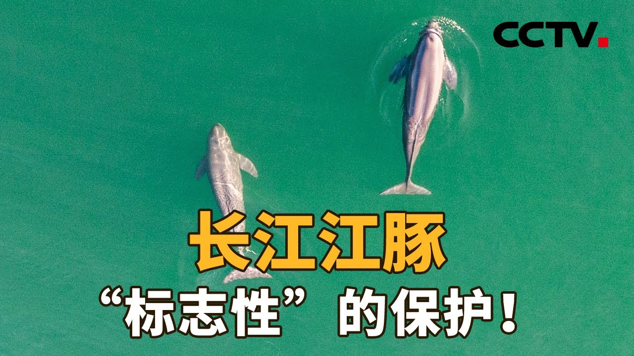 长江江豚 标志性 的保护 Cctv 新闻1 1 Youtube 长江江豚 标志性 的保护 Cctv 新闻1 1 Youtube