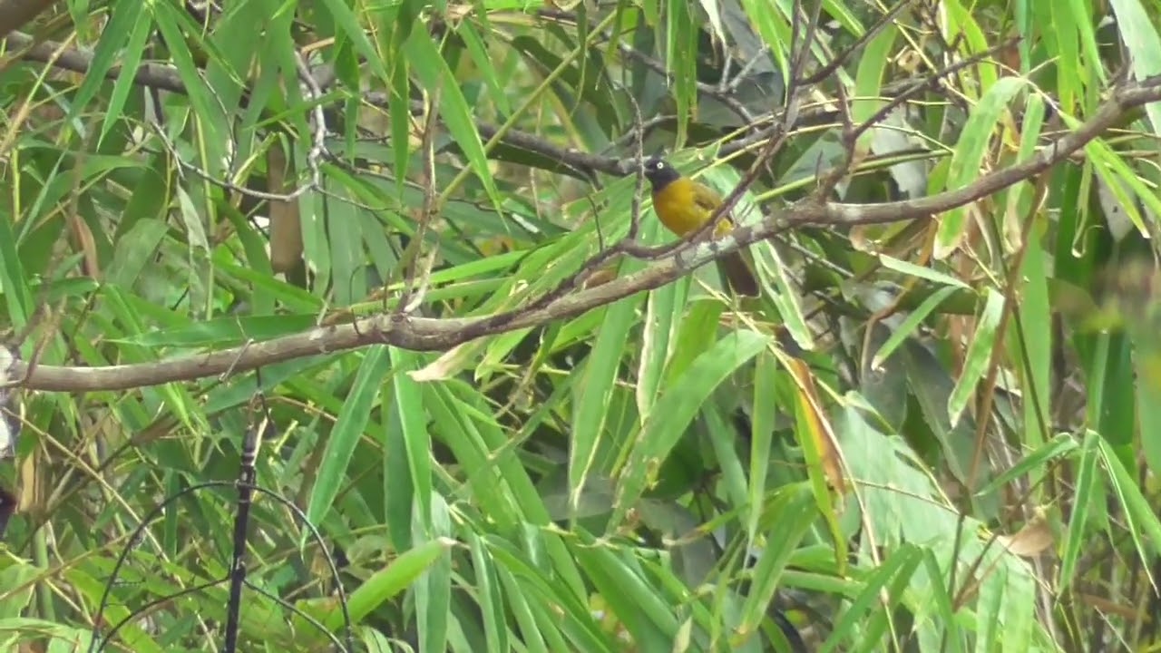 Chào Mào Núi Bảy Đấu 