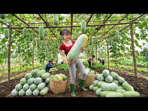 Big Squash Farm Harvest | Amazing Giant Squash Sold at Countryside Market