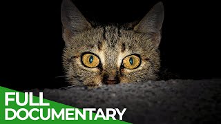 Animal&#39;s Super Senses - The Night | Free Documentary Nature