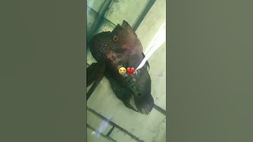 Thumbnail of The end of an old friend | #flowerhorn #aquarium #fish #shorts #shortvideo #viralvideo