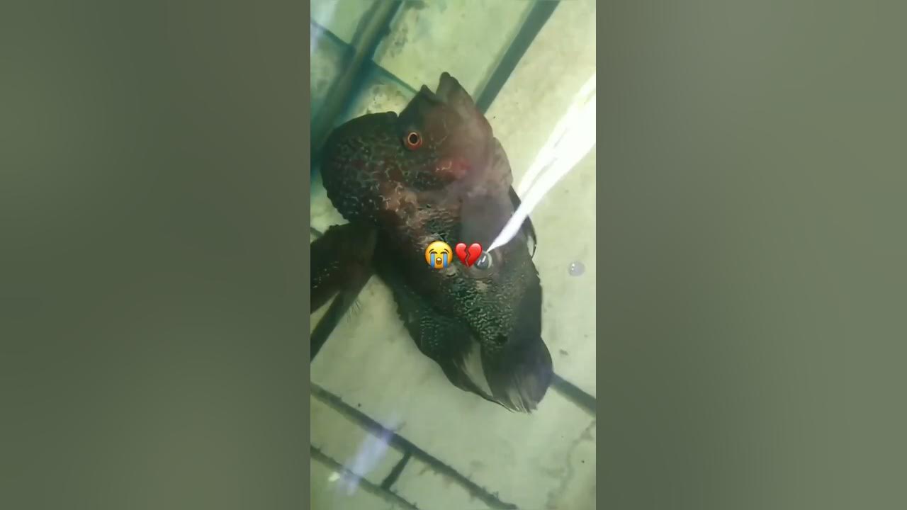 The end of an old friend | #flowerhorn #aquarium #fish #shorts #shortvideo #viralvideo The end of an old friend | #flowerhorn #aquarium #fish #shorts #shortvideo #viralvideo