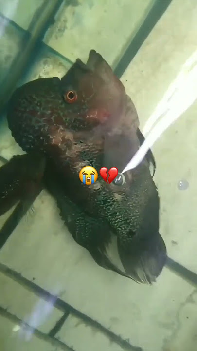 The end of an old friend | #flowerhorn #aquarium #fish #shorts #shortvideo #viralvideo