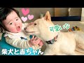 【柴犬と赤ちゃん】イチャイチャしてたらトドメを刺されそうに♡