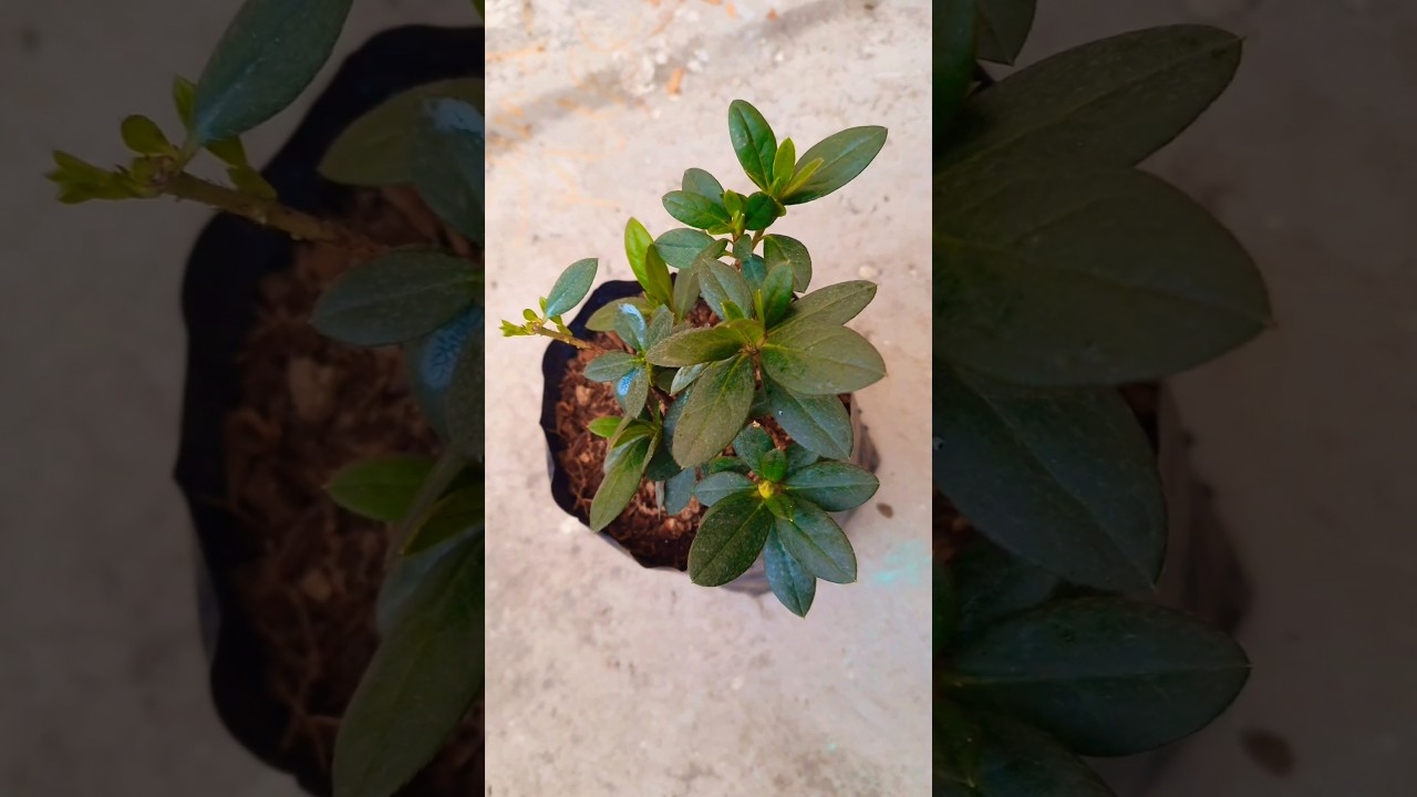 Best Potting Soil Mix For Winter Flowering Plants /Azalea plant repotting/Easiest way to grow Azalea