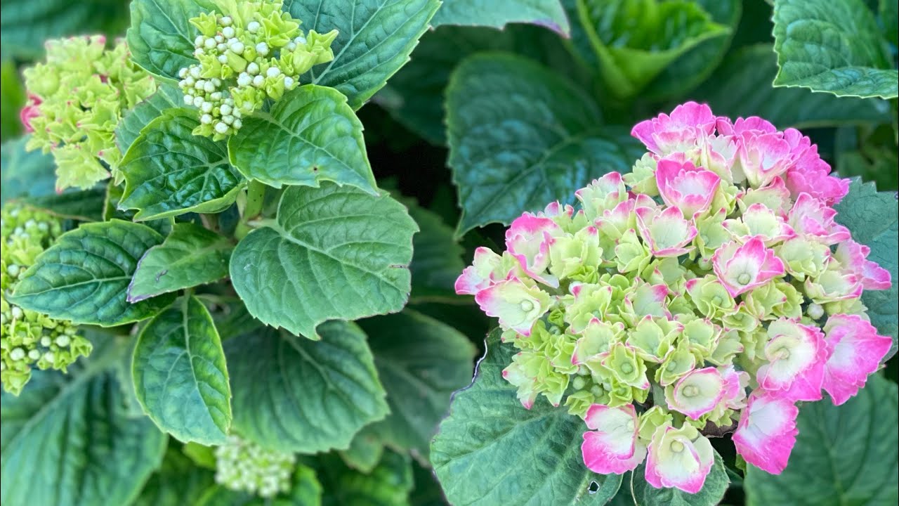 Eisenmangel/Chlorose. Eisendnger Behandlung: wann, wie viel, wie oft.  Rispen-und Bauern Hortensien