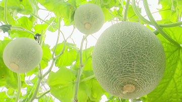 Hà Nội có 160 mô hình nông nghiệp ứng dụng công nghệ cao