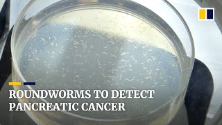Japanese biotech firm uses roundworms in early screening for pancreatic cancer