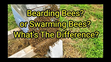Bearding Bees?  Swarming Bees? What