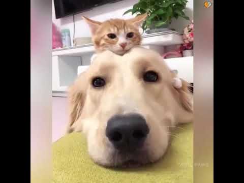 Cute Cat and Dog video ?