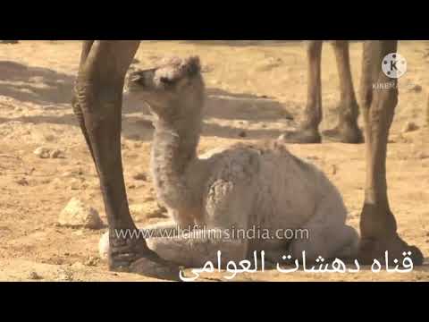 اغاني بدويه افضل الاغاني لبدويه اغاني ليبيه حره اغاني الصحراء الابل والجمال شاهد وتمتع بقناة دهشات 