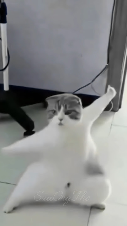 Download lagu Please see me 🤣💪 #funny #cat #shorts