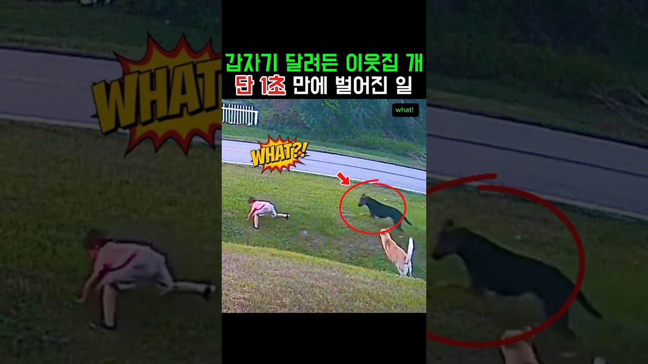 공격받는 아이, 그 앞에 나타난 구원자 #감동영상 #강아지 #쇼츠 #반전