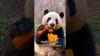 Çinin Gizemli Yaratığı: ? Pandaların Sırlı Dünyası  | 1 dakika 1 hayvan