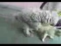 Dog Cat sex XXX