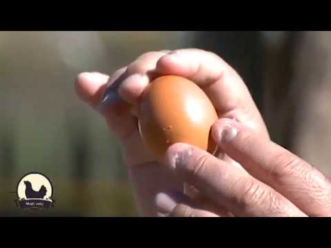 Video: Koliko Se Kokošjih Jaja čuva U Hladnjaku
