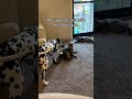 Acting tough until the cat walks in and steals all their confidence 🐶😂 #FunnyDogs #DogComedy