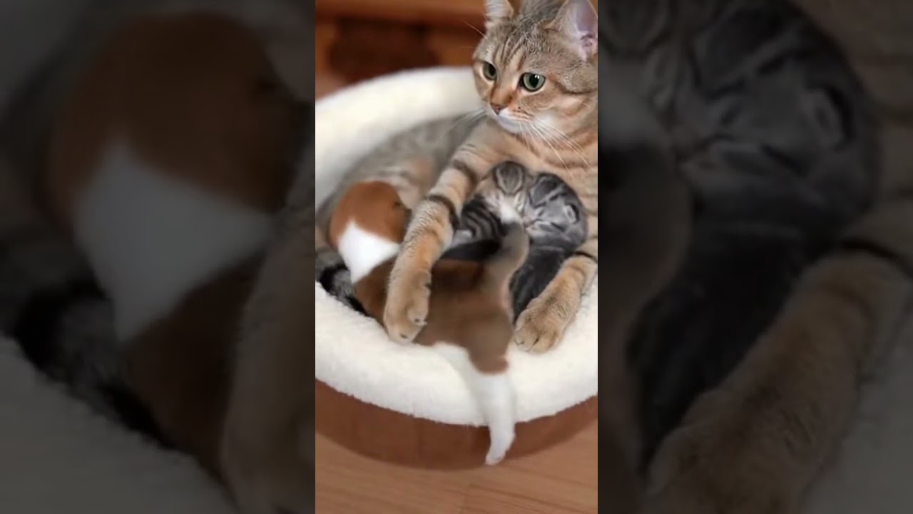 The Puppy Who Wanted to Join the Kitten Finds New Best Friends 