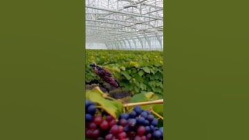 Beautiful grapes 888 #grapevine #wine #grapewine #fruit #grapegrowing #farming #grapenation #nature