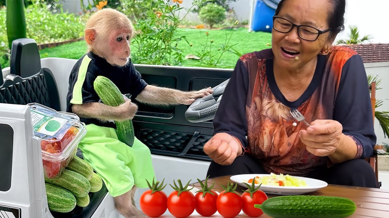 So Cute! Smart Monkey Bibi Drives Around to Harvest Ingredients for His Favorite Salad