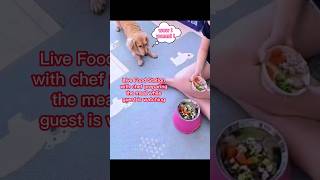 Live Food Station #dachshund #shortsyoutube #dogvideo #dogfood #dogfeeding #petvideos