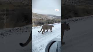 🐱 Encuentro inesperado tres pumas se cruzaron con una familia en plena Ruta 12, en Chubut