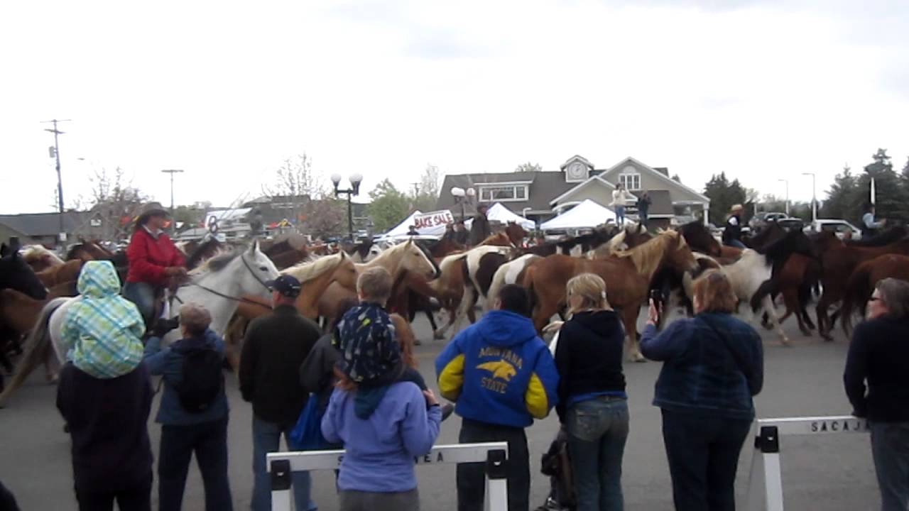 Horse Roundup; Three Forks, MT.MOV YouTube