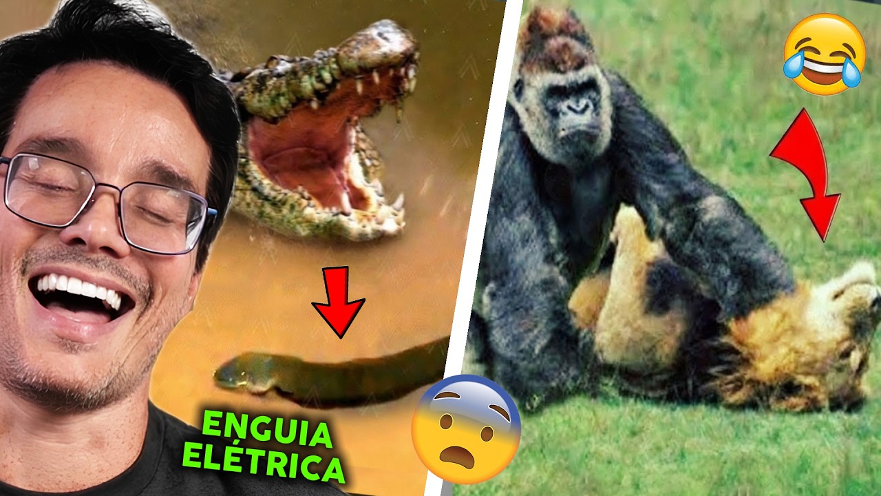 QUANDO OS ANIMAIS ESCOLHEM O OPONENTE ERRADO (tente não rir kkkkkk) - Peter Reage