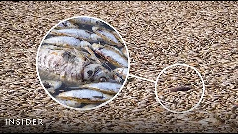 Why Millions Of Fish Died In An Australian River | Insider News - DayDayNews