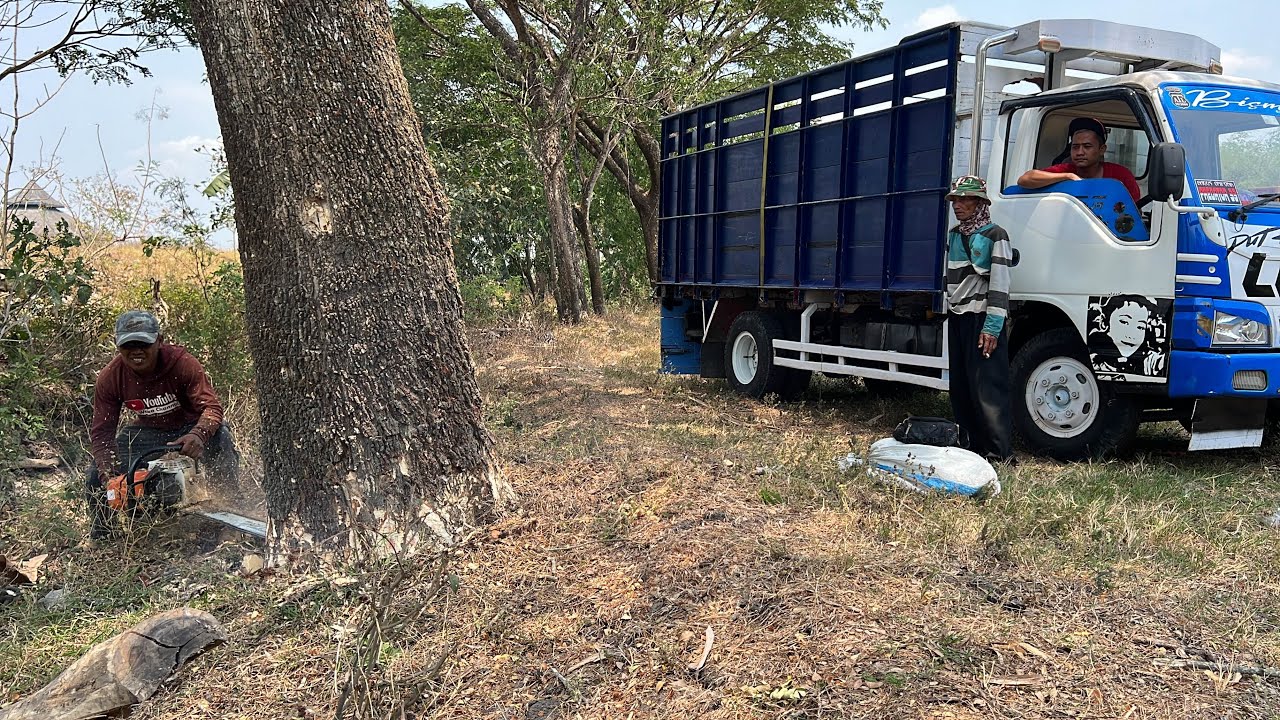 Fast and accurate... Cut down 3 trembesi trees on the edge of the rice ...