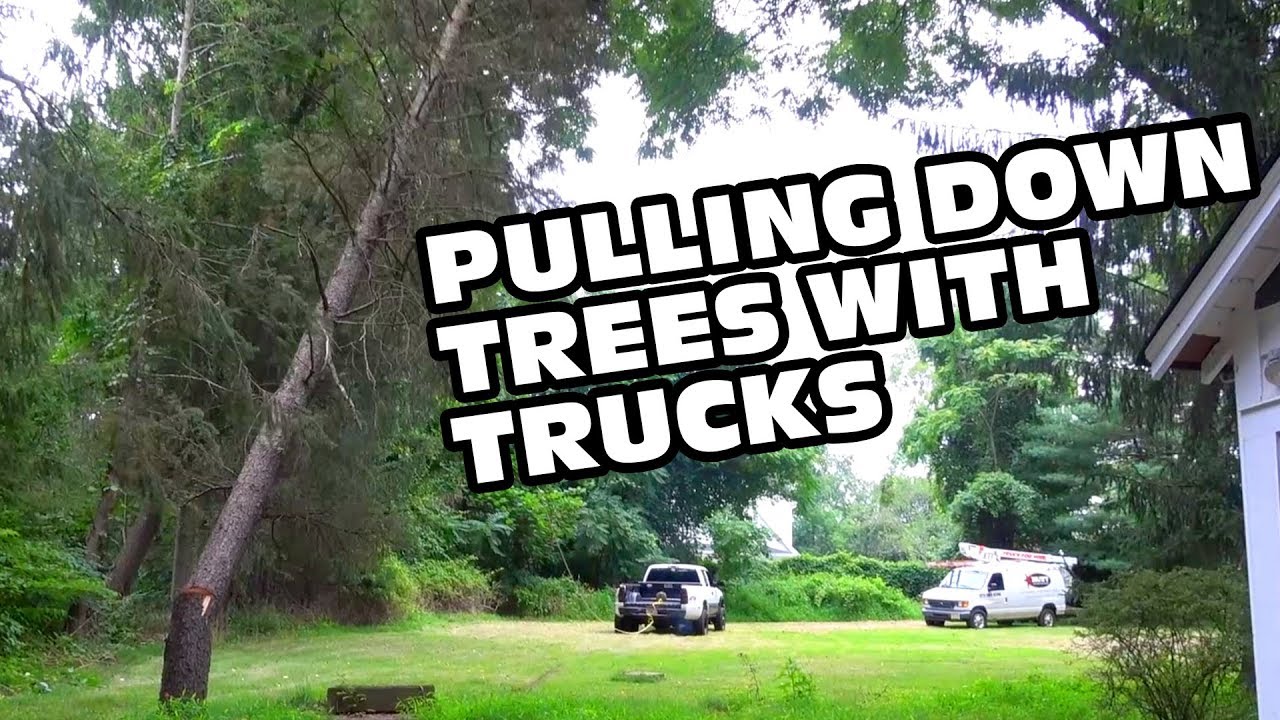 that dude in blue plasti dip Dream House Build Ep 2 - Trucking Trees