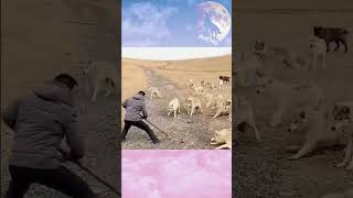 Hunting  Wild Animals  Coyote  Shorts  027