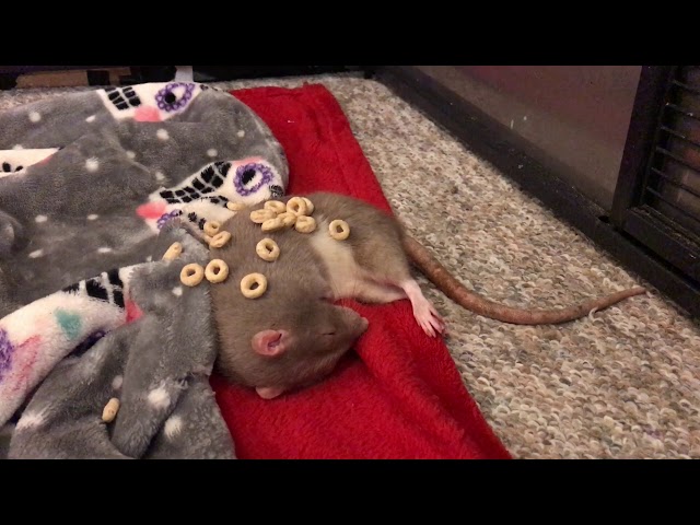 Can Cheerios Wake a Sleepy Bean?