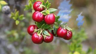 Cape Froward Track - Promotional Photo-Video